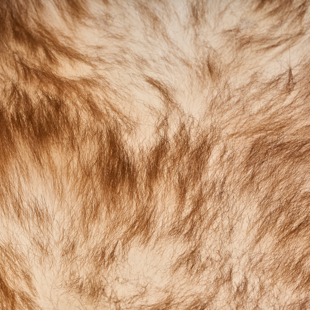 skóra owcza muflon (3)